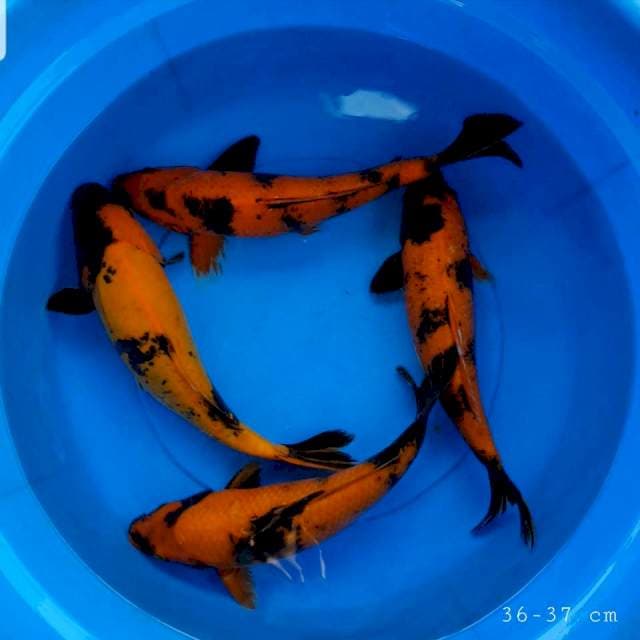 Paket 4 ekor hi utsuri 36-37 cm