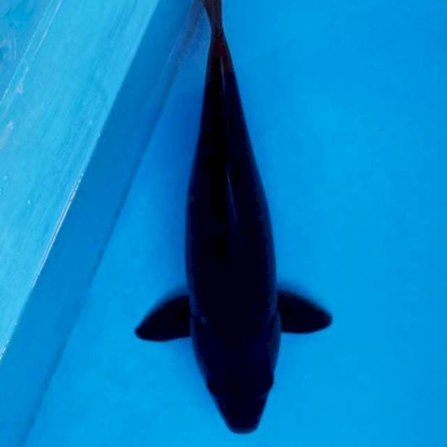 KARASHU 46 CM