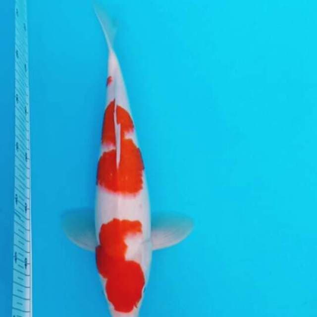 HQ.KOHAKU