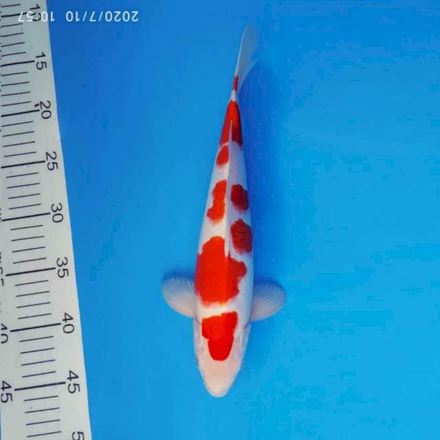TAISHA 2 - KOHAKU ®
