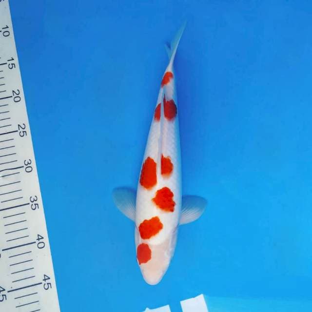TAISHA 3 - POLKADOT KOHAKU ®