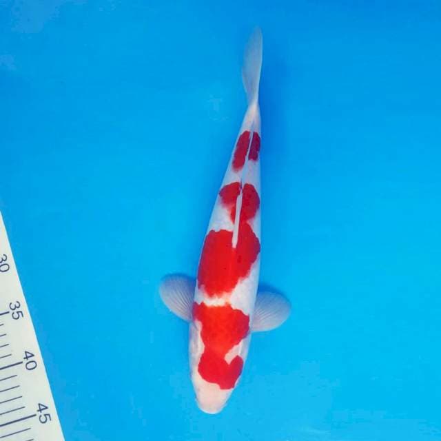 TAISHA 4 - KOHAKU ®