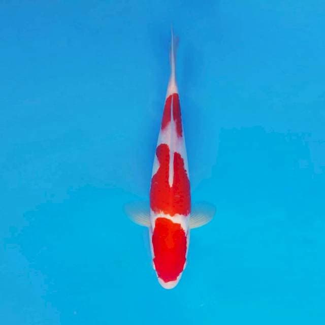 TAISHA 7 - KOHAKU ®