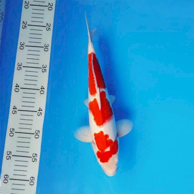 TAISHA 10 - KOHAKU ®