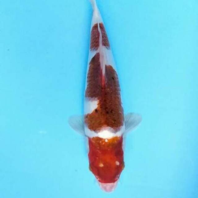 Goromo 32 cm