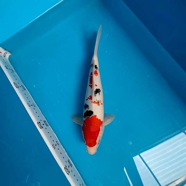 Sanke 30 cm