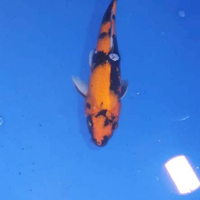 Hi Utsuri 36cm
