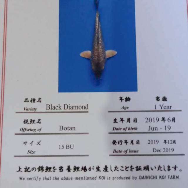 Black diamont dainichi botan tosai