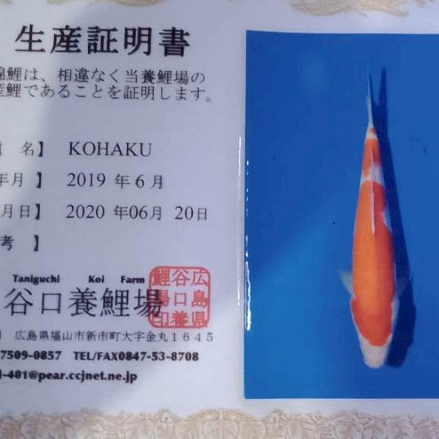 Kohaku male taniguchi farm
