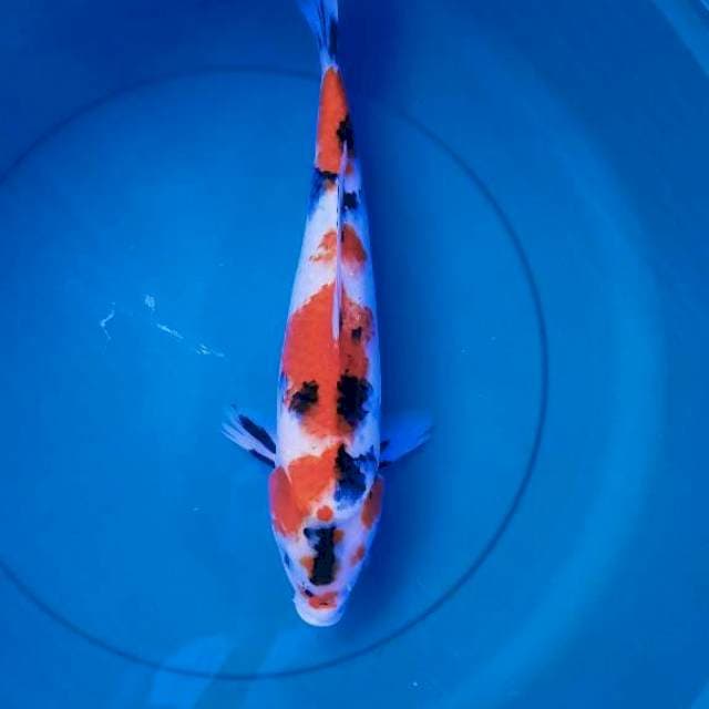 Showa jumbo