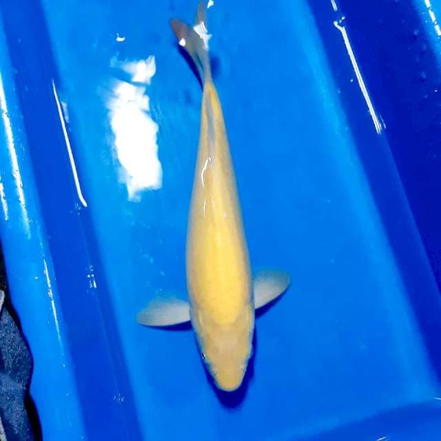 Kkarashi mata merah 37 xm male