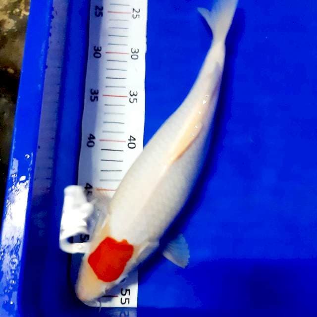 Ory tancho kohaku 34cm