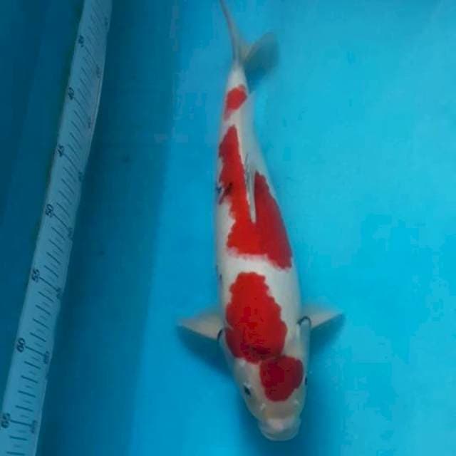 SHOWA MALE 38CM..Calon Juooss..