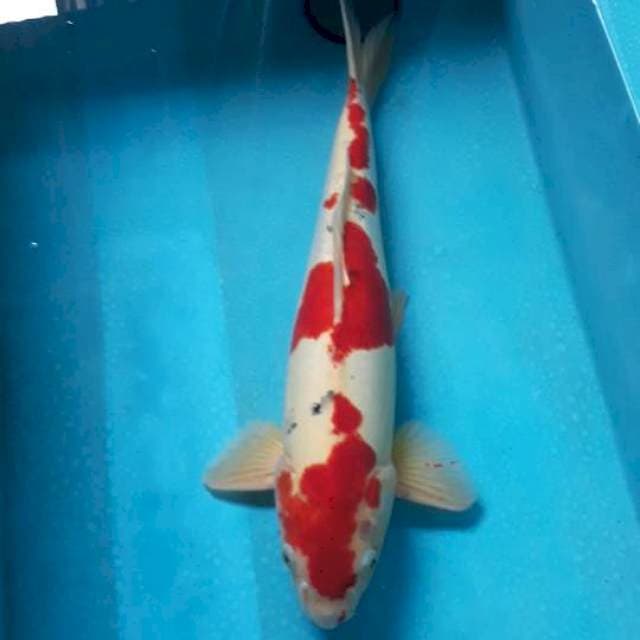 Male 46cm..Doitsu murni..