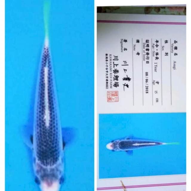 Asaghi serty kawakami jumbo