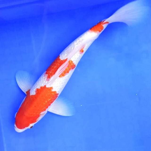 2. Kohaku Ginrin || 36 cm || Jantan