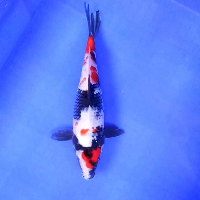 5. Maruten Kindai Showa || 28 cm || Jantan