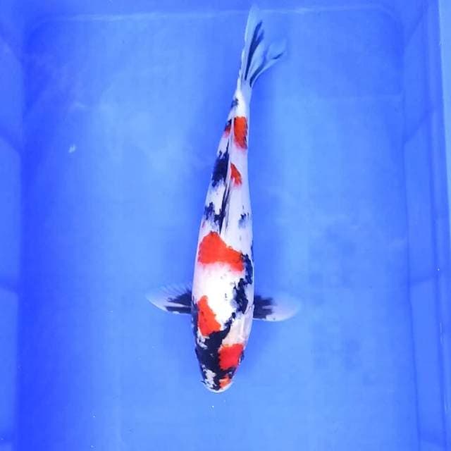 8. Kindai Showa Motogoro || 37 cm || Jantan