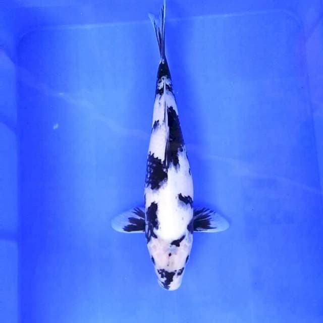 9. Shiro Motogoro || 37 cm || Jantan