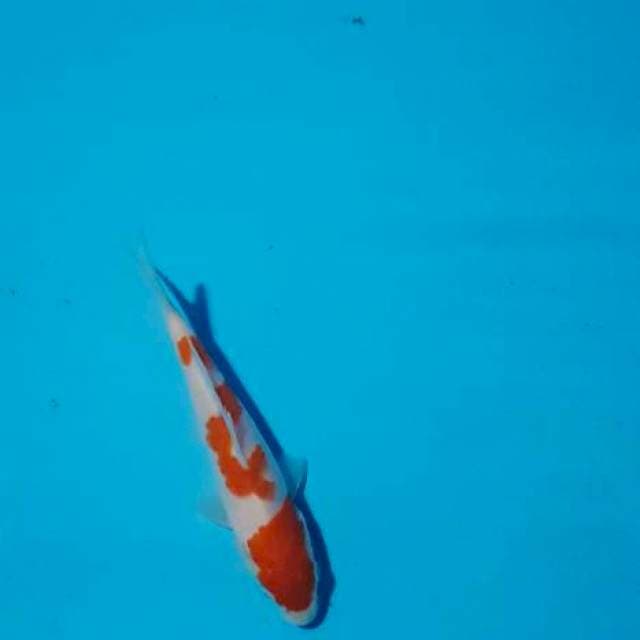 Kohaku patern mewah