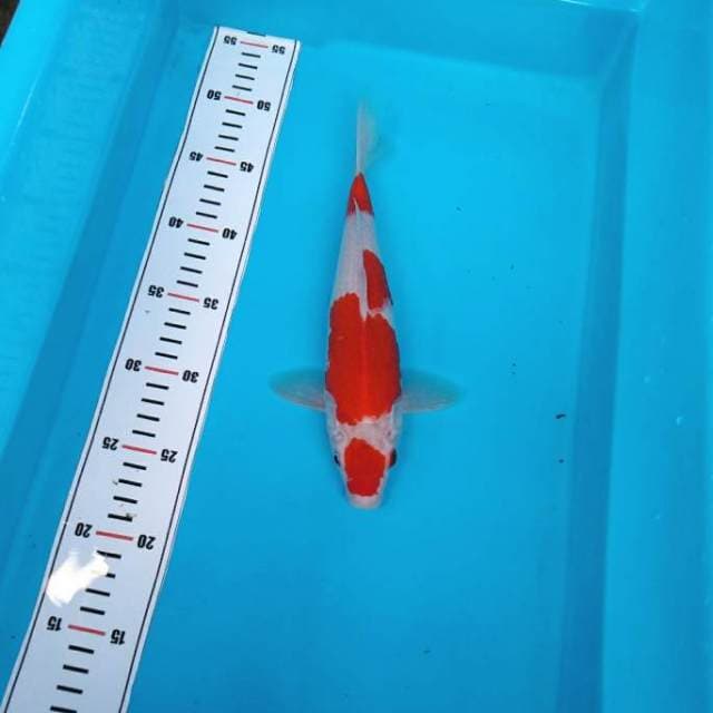 Merah darah kohaku