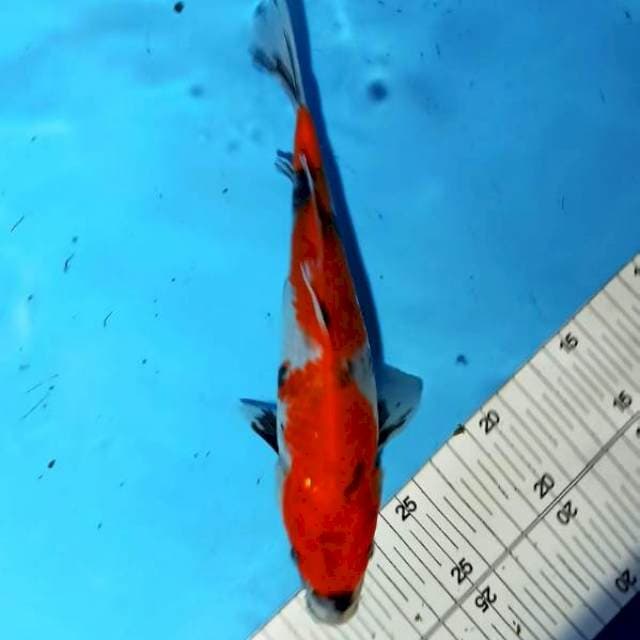 Showa 25cm
