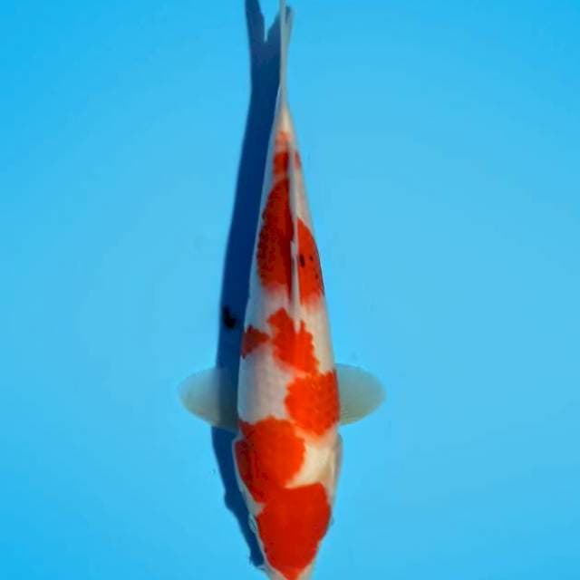 Sanke 27cm