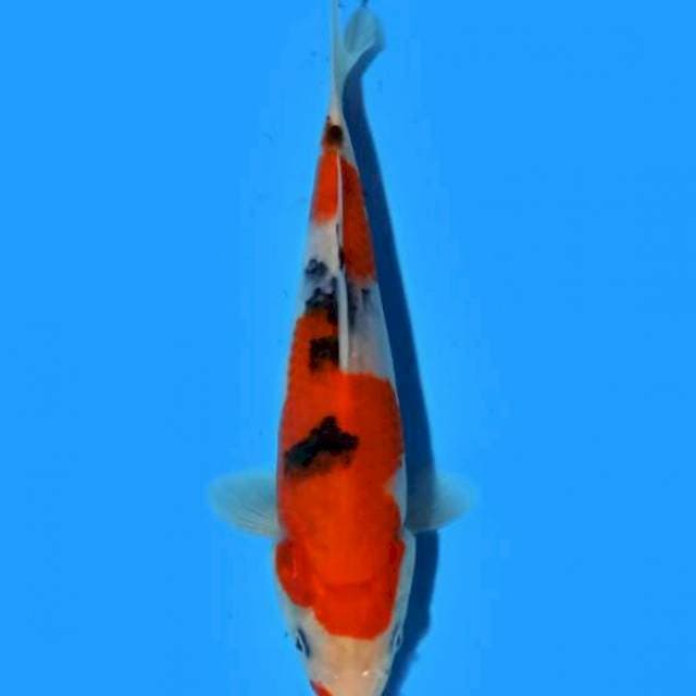 Sanke 21cm