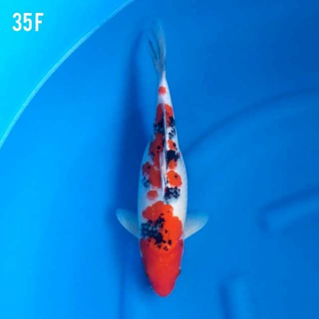 Sanke Ori - 35F