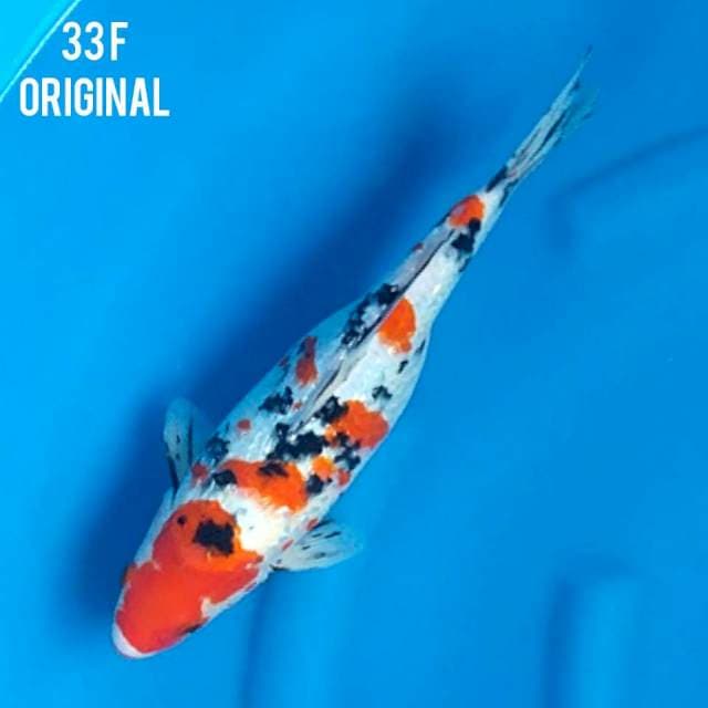 SANKE GINRIN ORI 33 F
