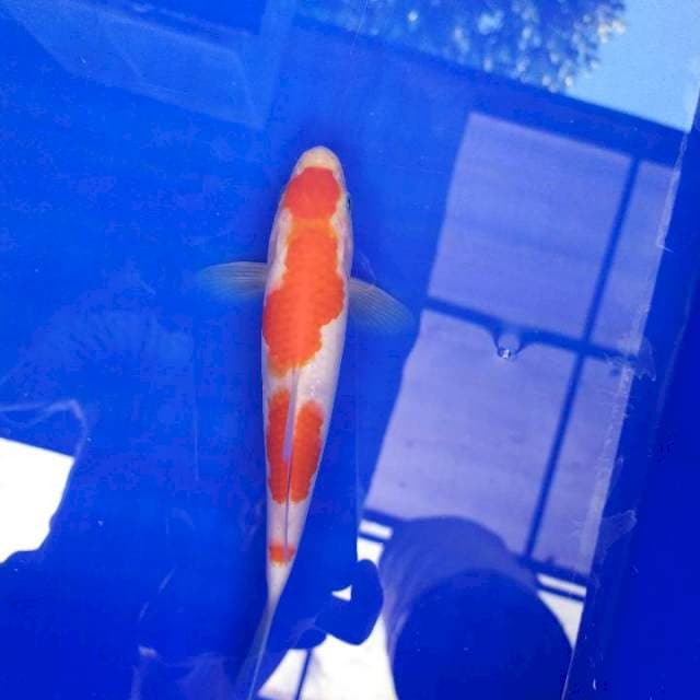 Kohaku 19cm