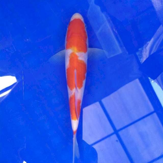Kohaku 18cm