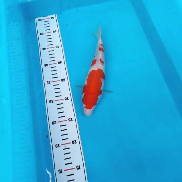 Bulky kohaku