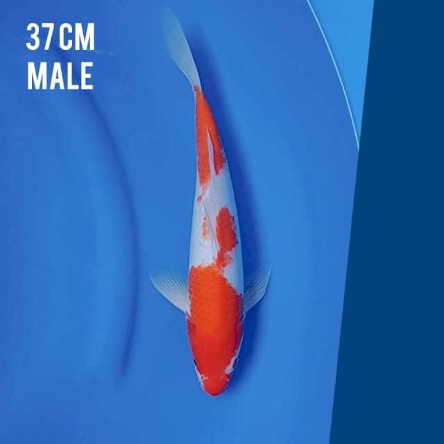 KOHAKU ORI 37 M