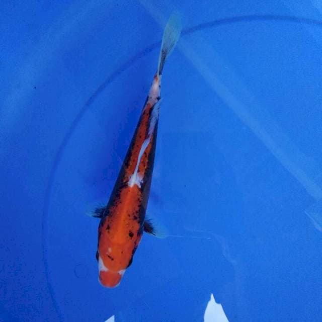 beni kumon 23 cm