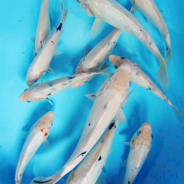 Siro beko,sanke tategoi 28,27cm&20BU.11 ekr