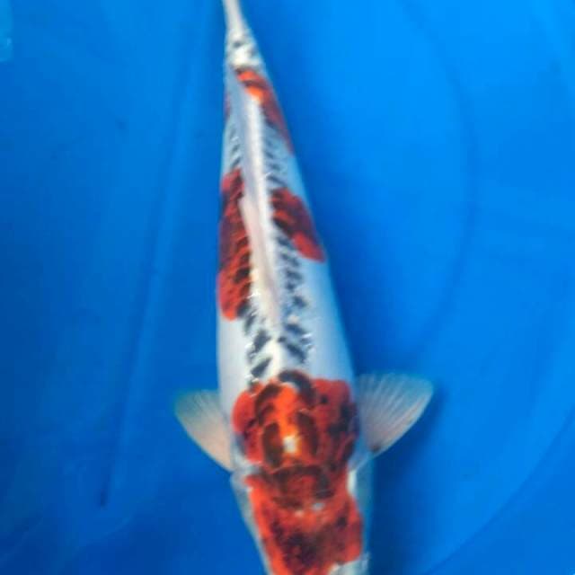 Sk kujaku