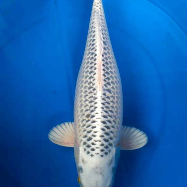 Sk matshuba