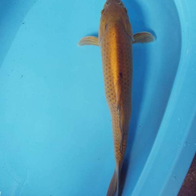 Chagoi stroke bengkok 51cm jumbo