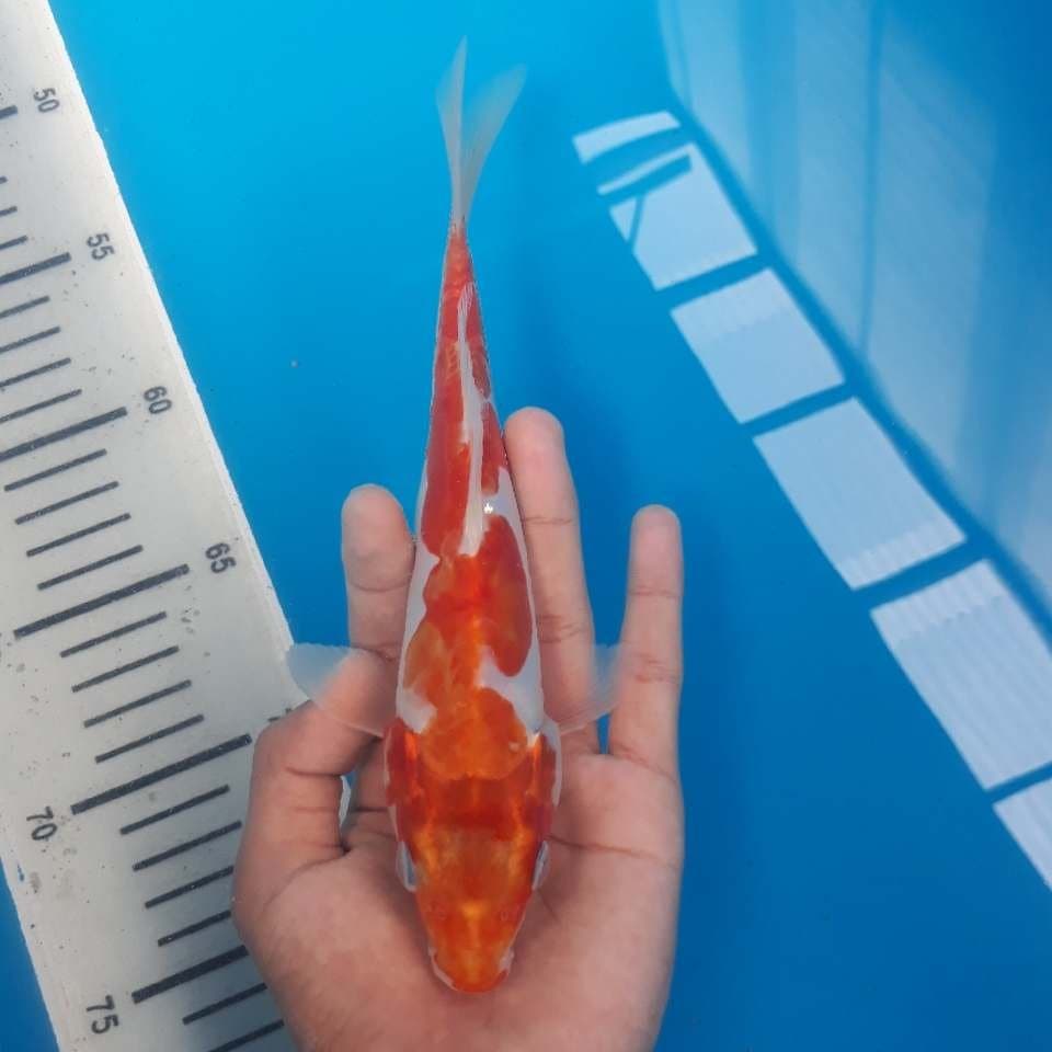 KOHAKU DOITSU (20cm)