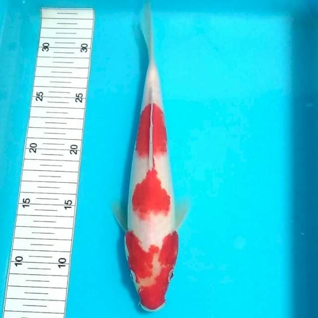 Kohaku 26cm