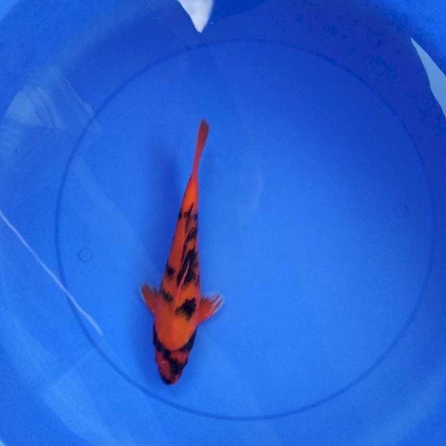 hiutsuri 27 cm