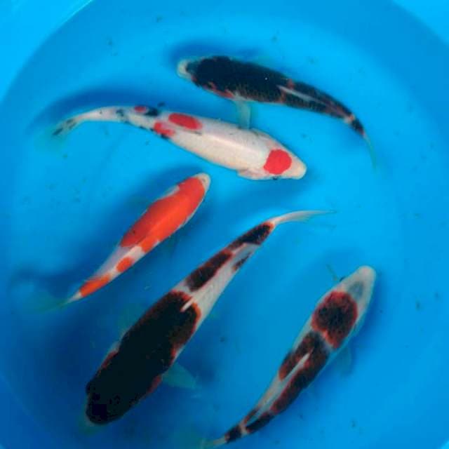 Sk mix