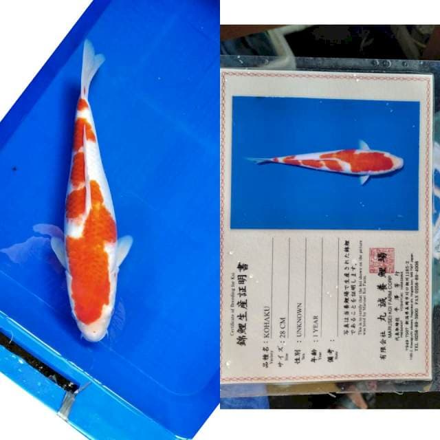 Kohaku marusei serti