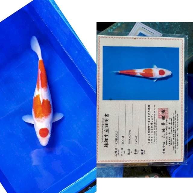 Kohaku marusei serti