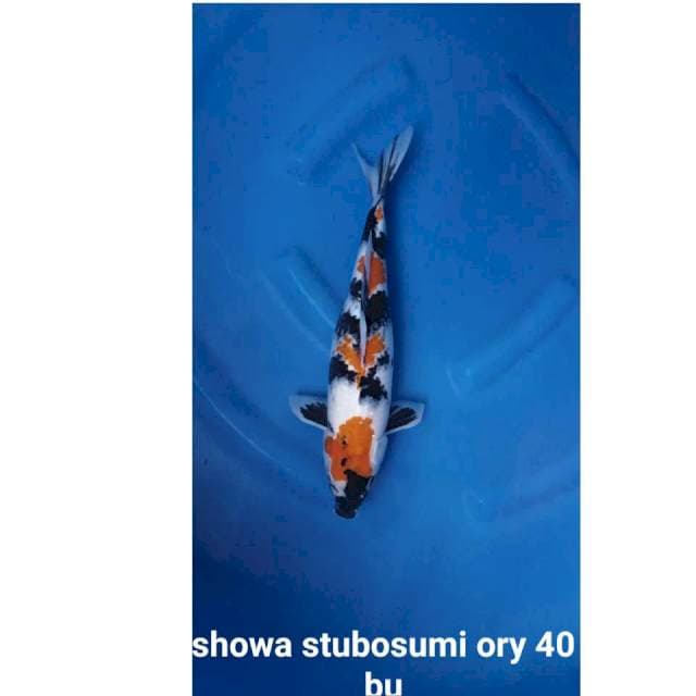 Llg singkat ory showa tsubosumi 40