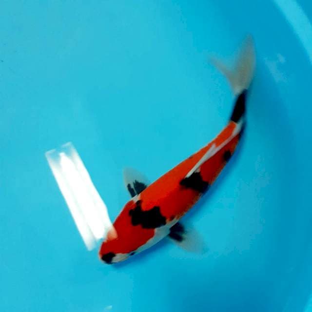 Showa 31cm motogoro