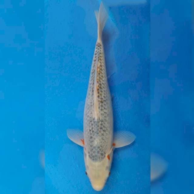 Okawa Jumbo Male Asagi