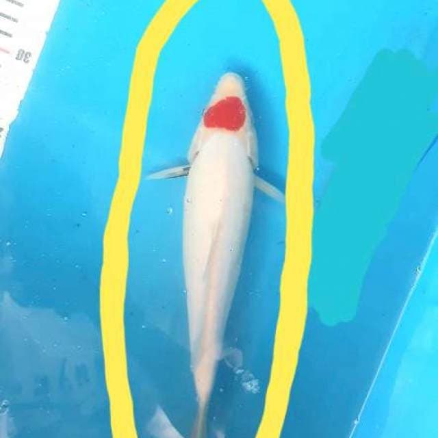 Original tancho kohaku ( sirip ada hitam sdikit)