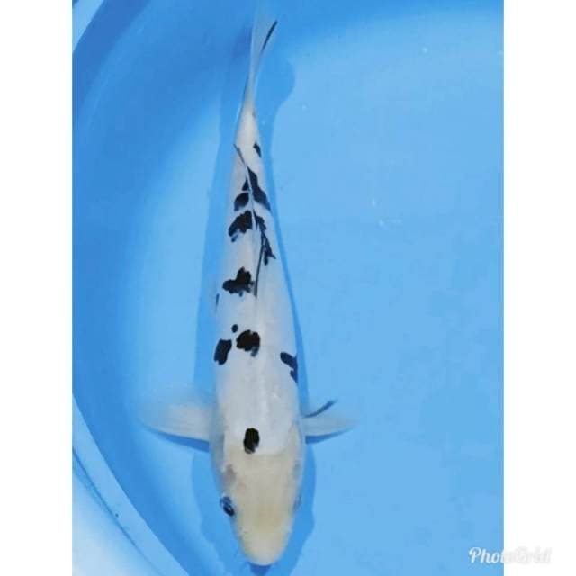 Shiro bekko doitsu 25cm